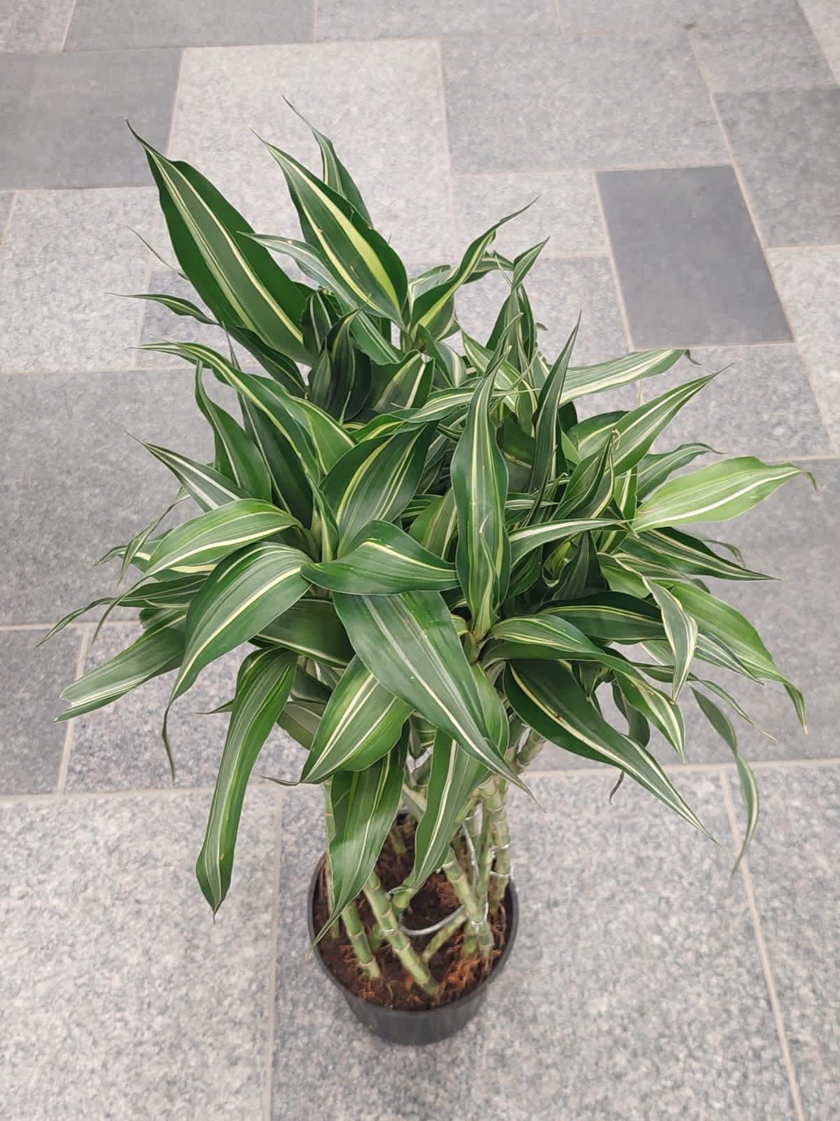 Dracaena Sanderiana - Plant Studio LLC