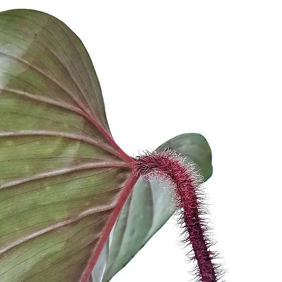 Philodendron Squamicaule Red - Plant Studio LLC