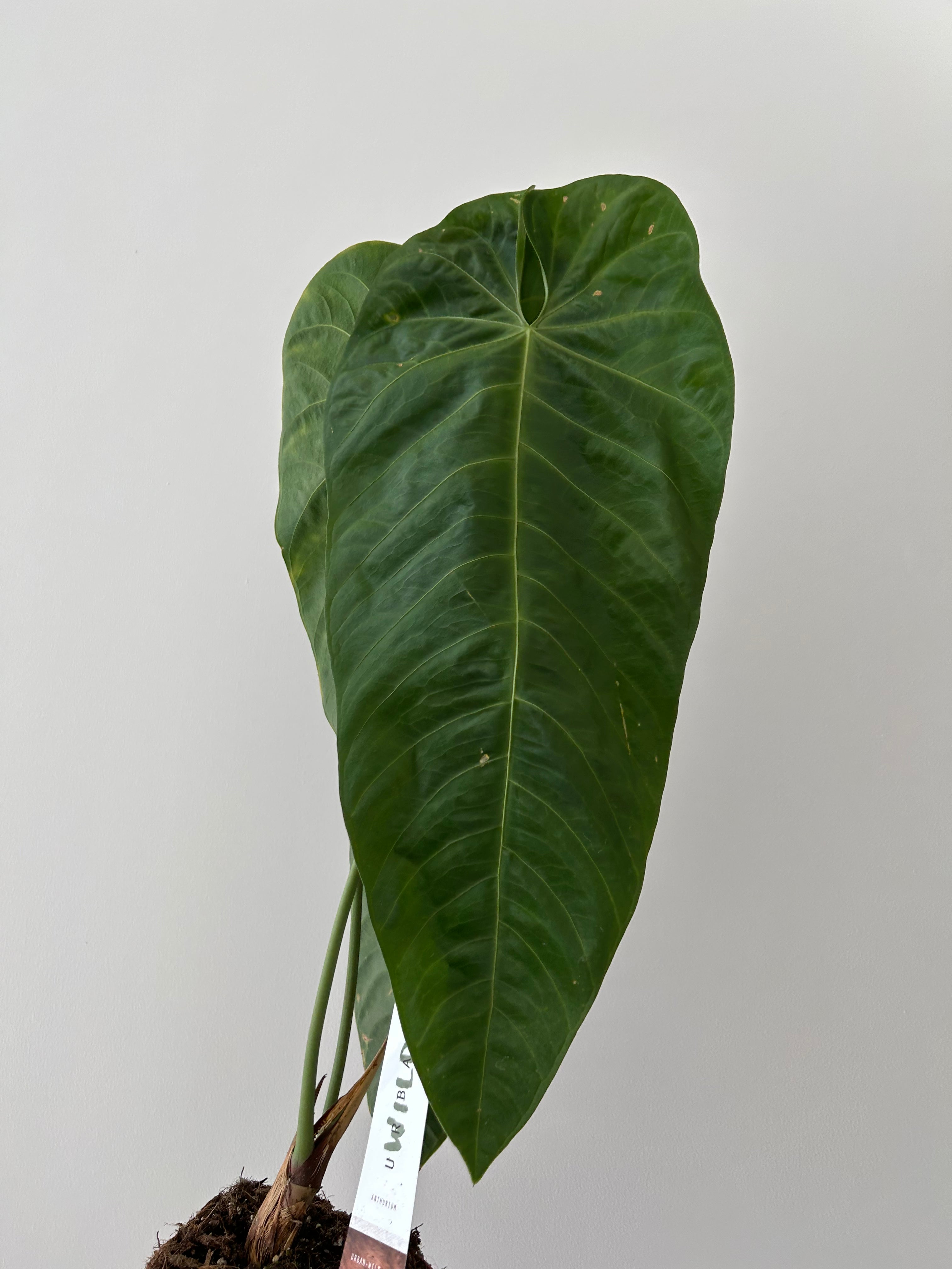 Rare Anthurium Querelense