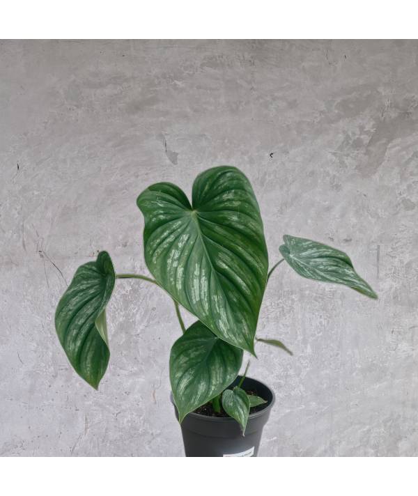 Philodendron Mamei - Plant Studio LLC