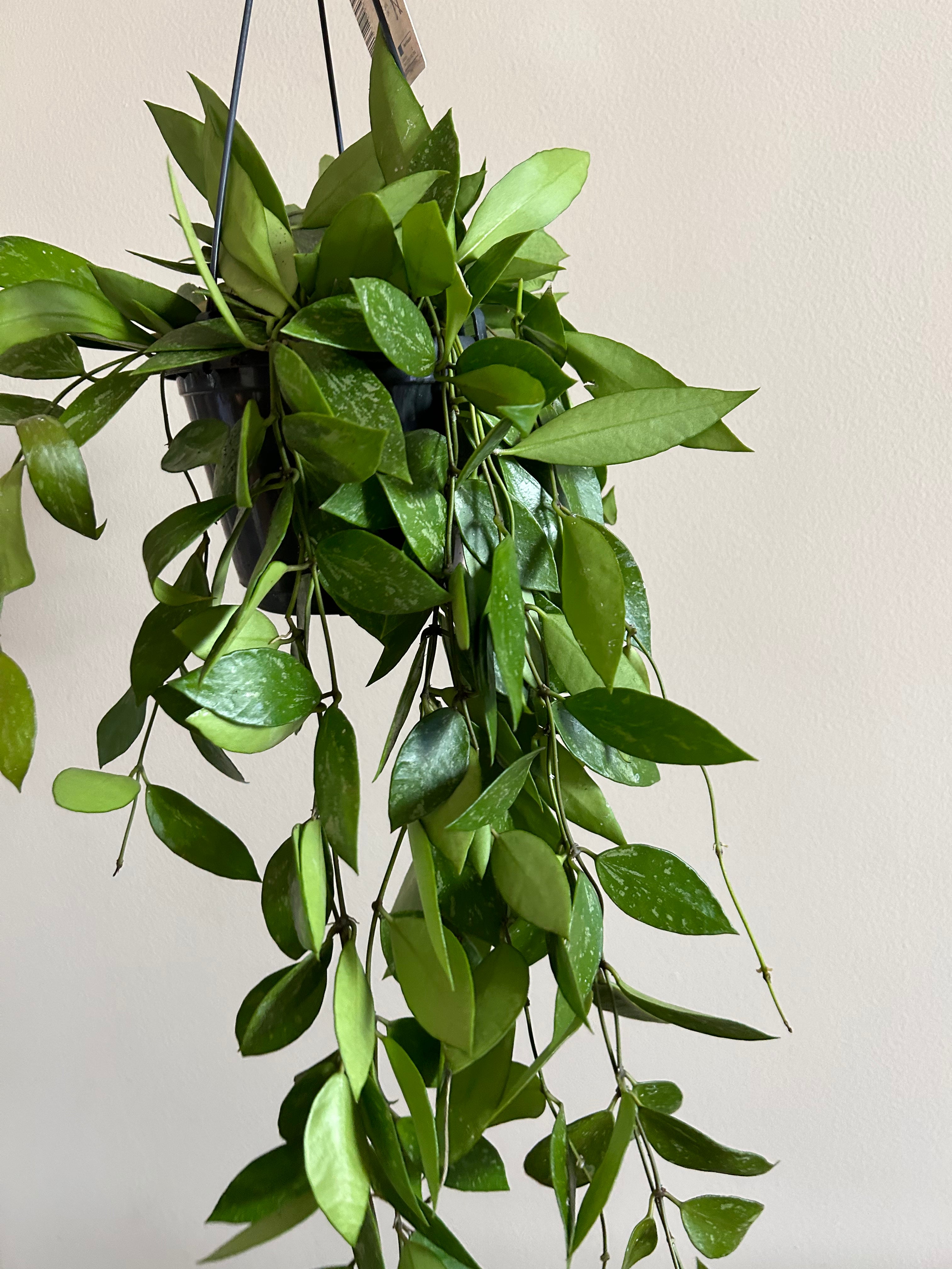 Hoya Gracilis in Hanging Pot