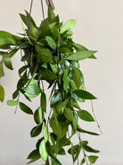 Hoya Gracilis in Hanging Pot - Plant Studio LLC