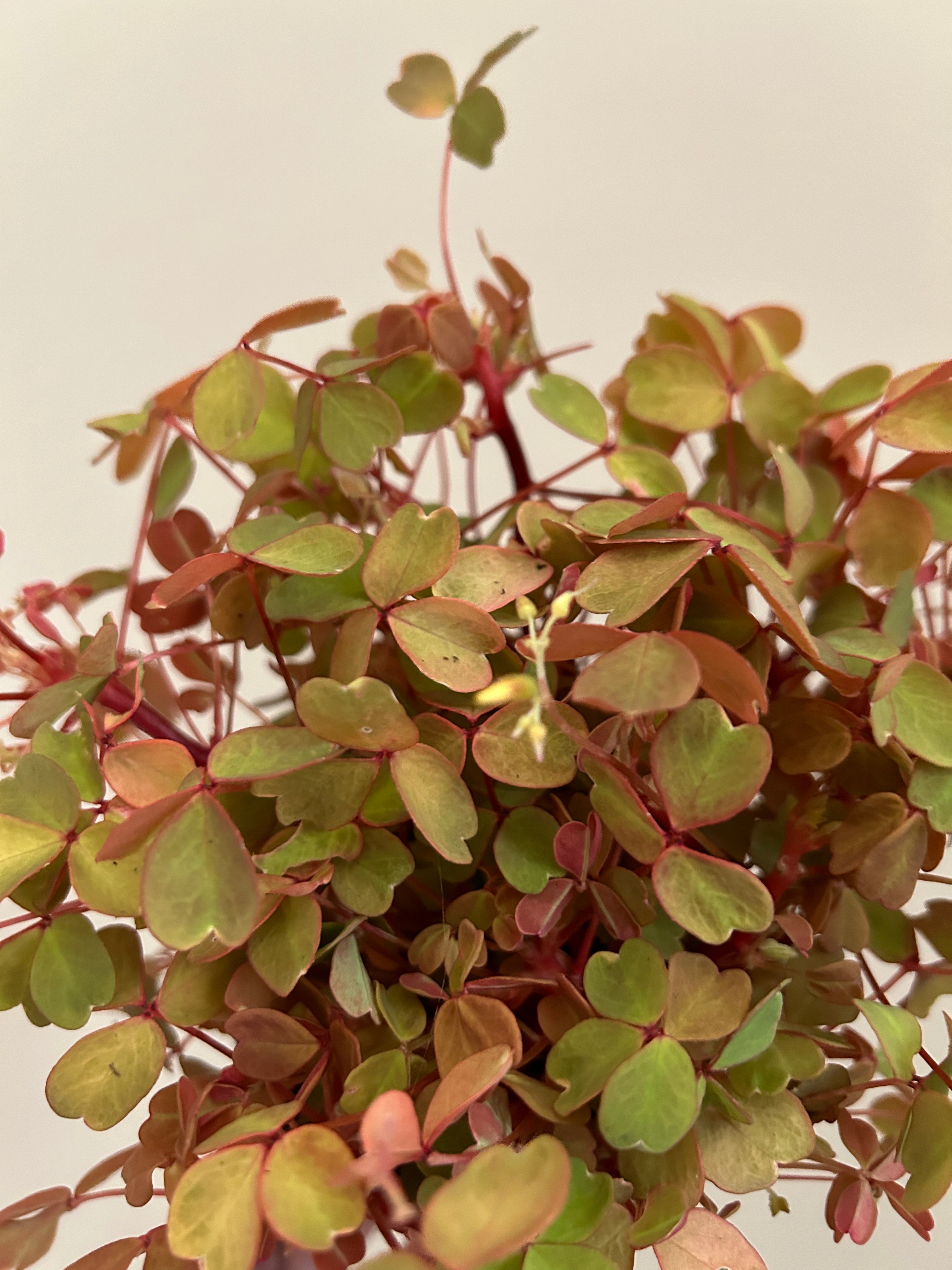 Rare Oxalis Sunset Velvet - Plant Studio LLC