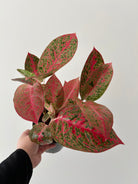 Aglaonema Prestige being held in one hand- Plant Studio LLC