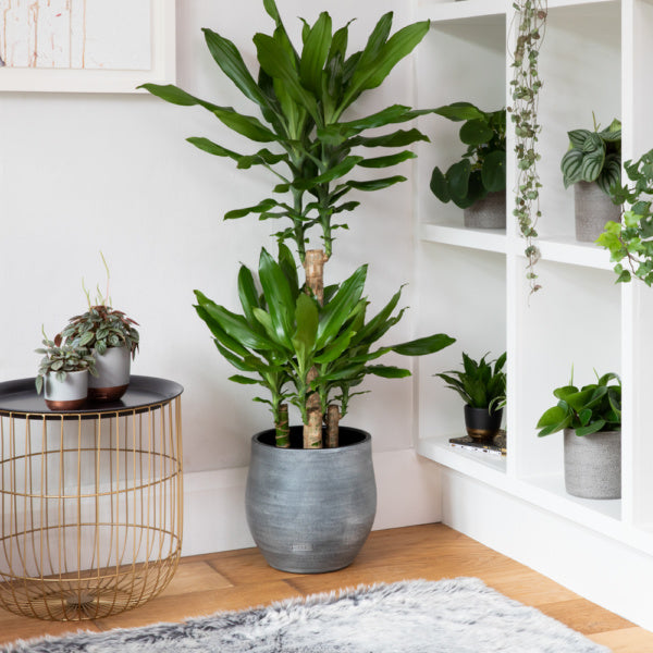 Dracaena Fragrans Steudneri