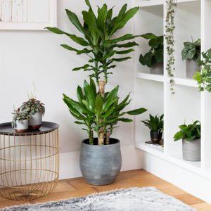 Dracaena Fragrans Steudneri