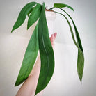 Anthurium Vittarifolium - Plant Studio LLC