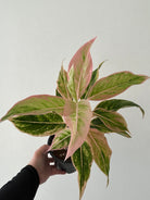 Aglaonema Salmon Fantasy in black pot held by one hand- Plant Studio LLC