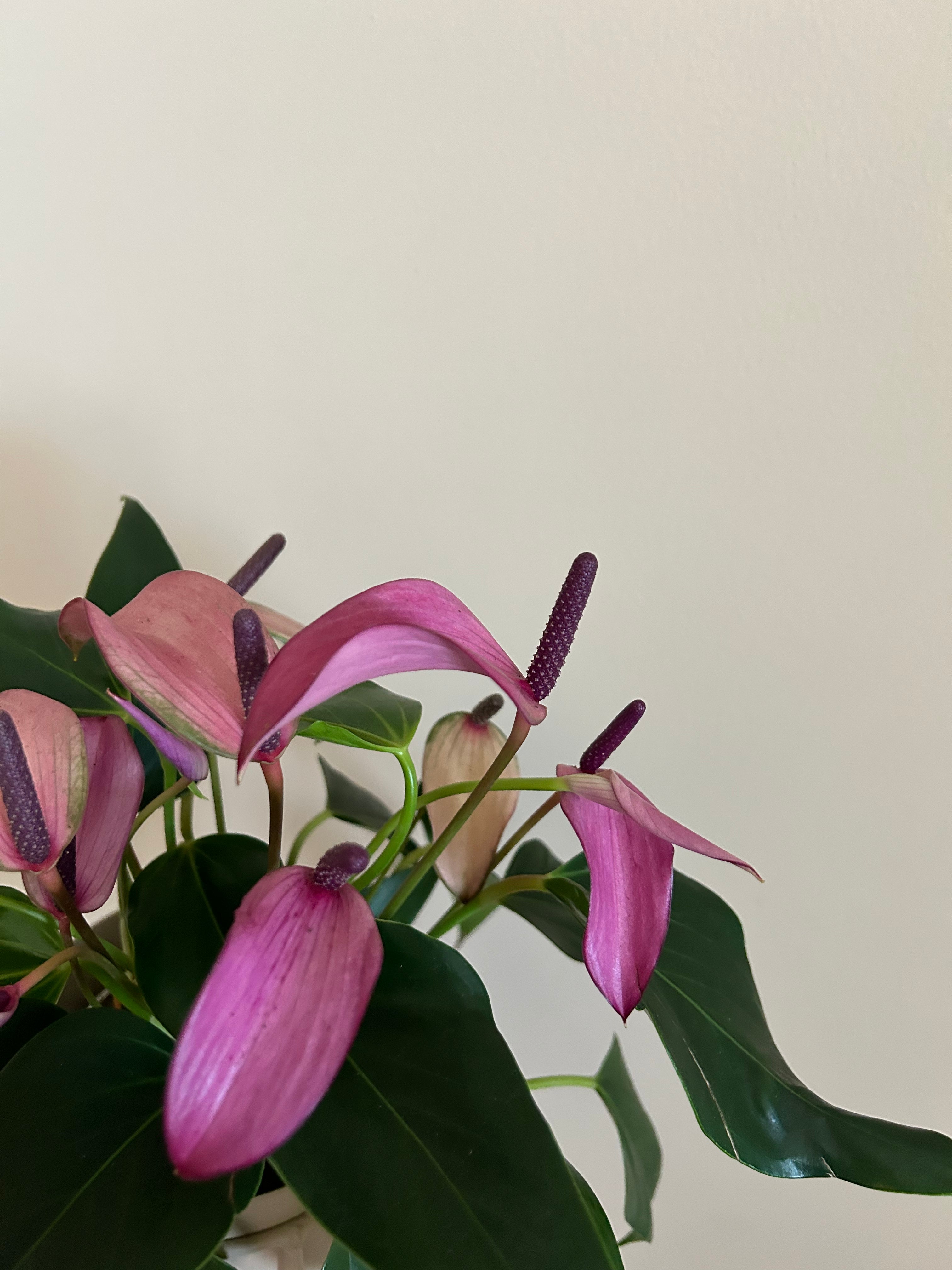 Anthurium Purple - Plant Studio LLC