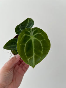 Rare Anthurium Forgetti