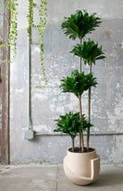 Dracaena Compacta Janet Craig - Plant Studio LLC