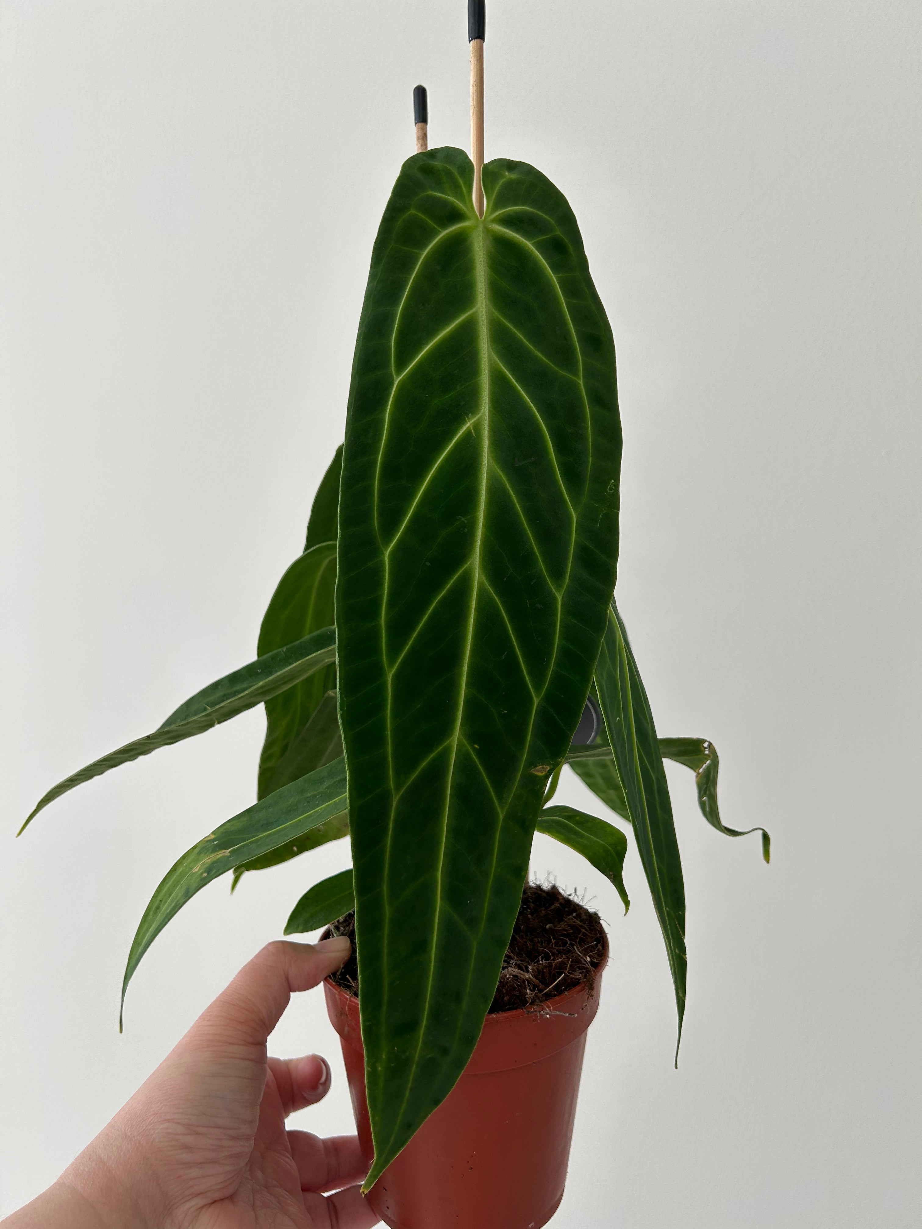 Anthurium Warocqueanum Queen Anthurium Plant Studio LLC anthurium-warocqueanum-queen-anthurium-plant-studio-llc