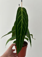 Rare Anthurium Warocqueanum 'Queen Anthurium' - Plant Studio LLC