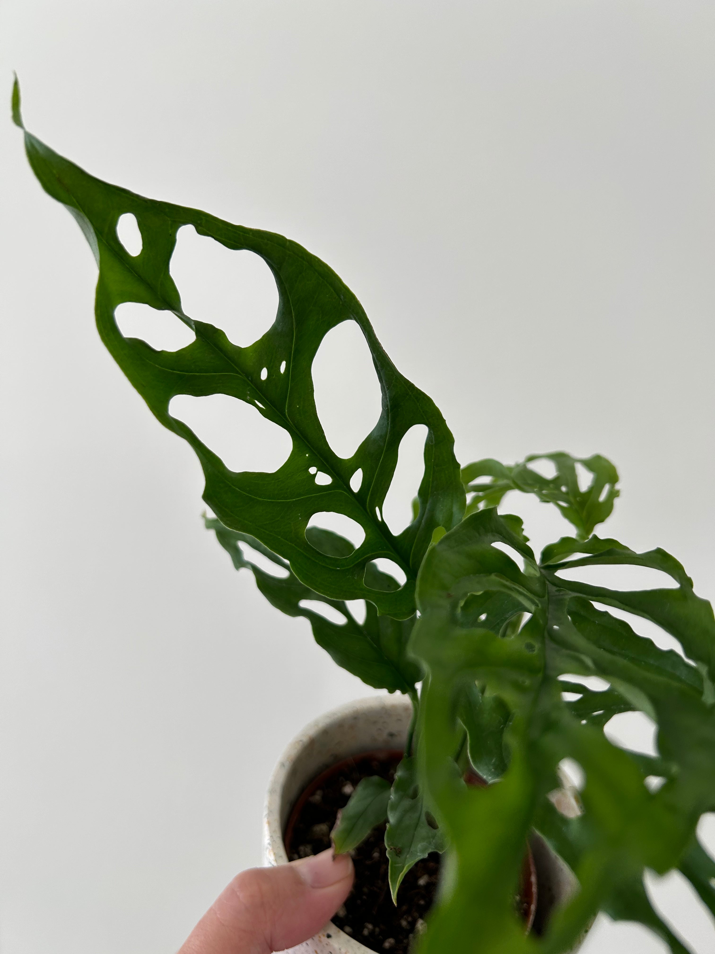 Rare Monstera Obliqua