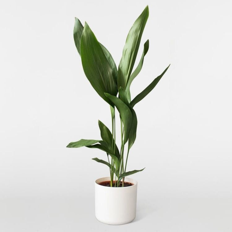 Cast Iron Plant 100cm - Plant Studio LLC