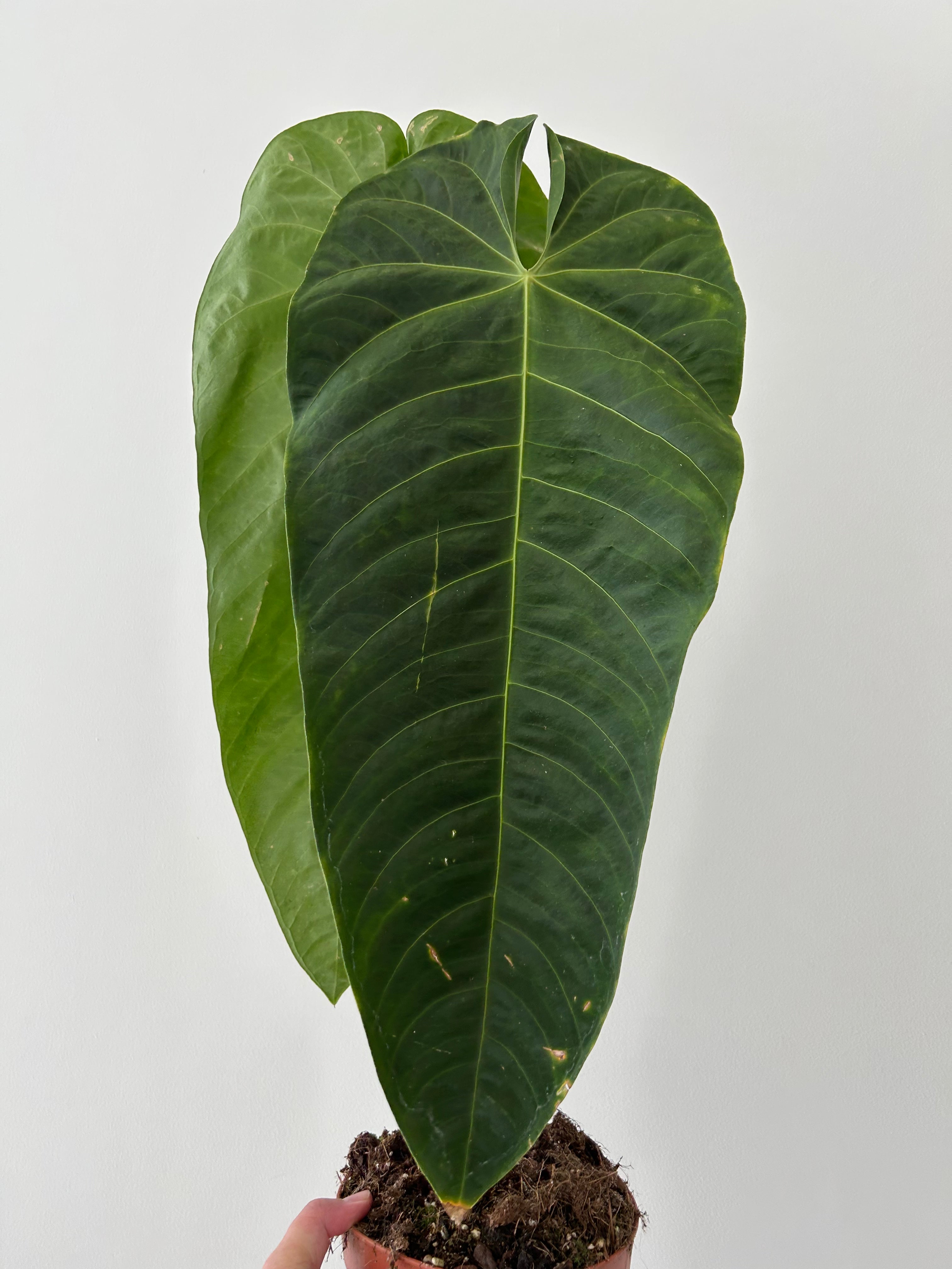 Rare Anthurium Querelense