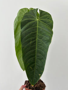 Rare Anthurium Querelense