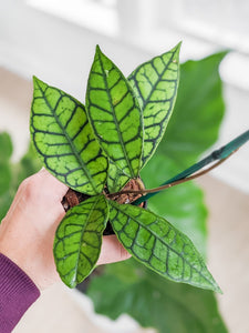 Hoya Callistophylla