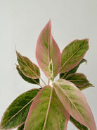 Aglaonema Salmon Fantasy - Plant Studio LLC