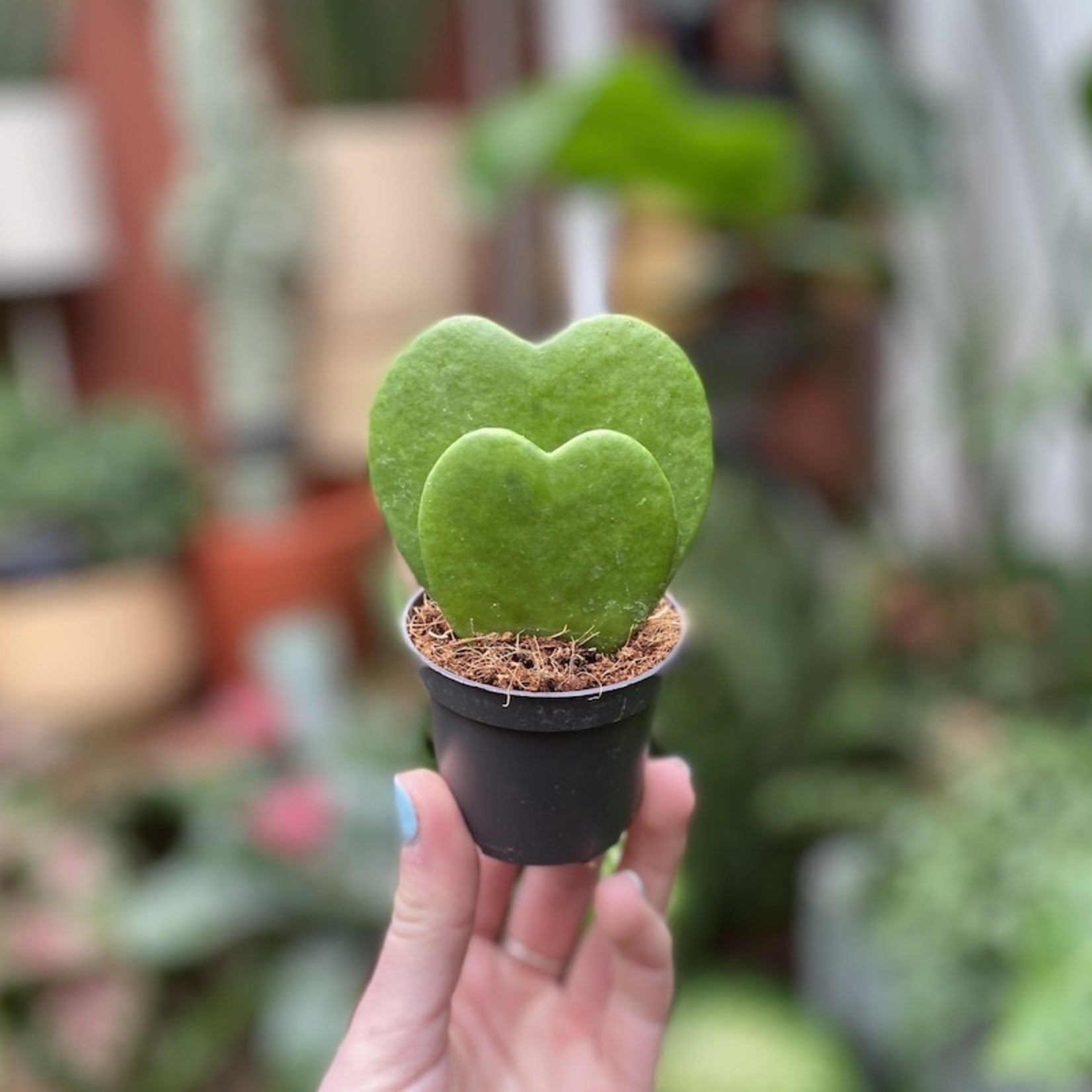 Hoya Kerrii Two Hearts - Plant Studio LLC