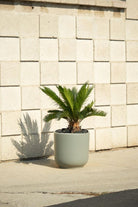 Cycas Revoluta 'Sago Palm' - Plant Studio LLC