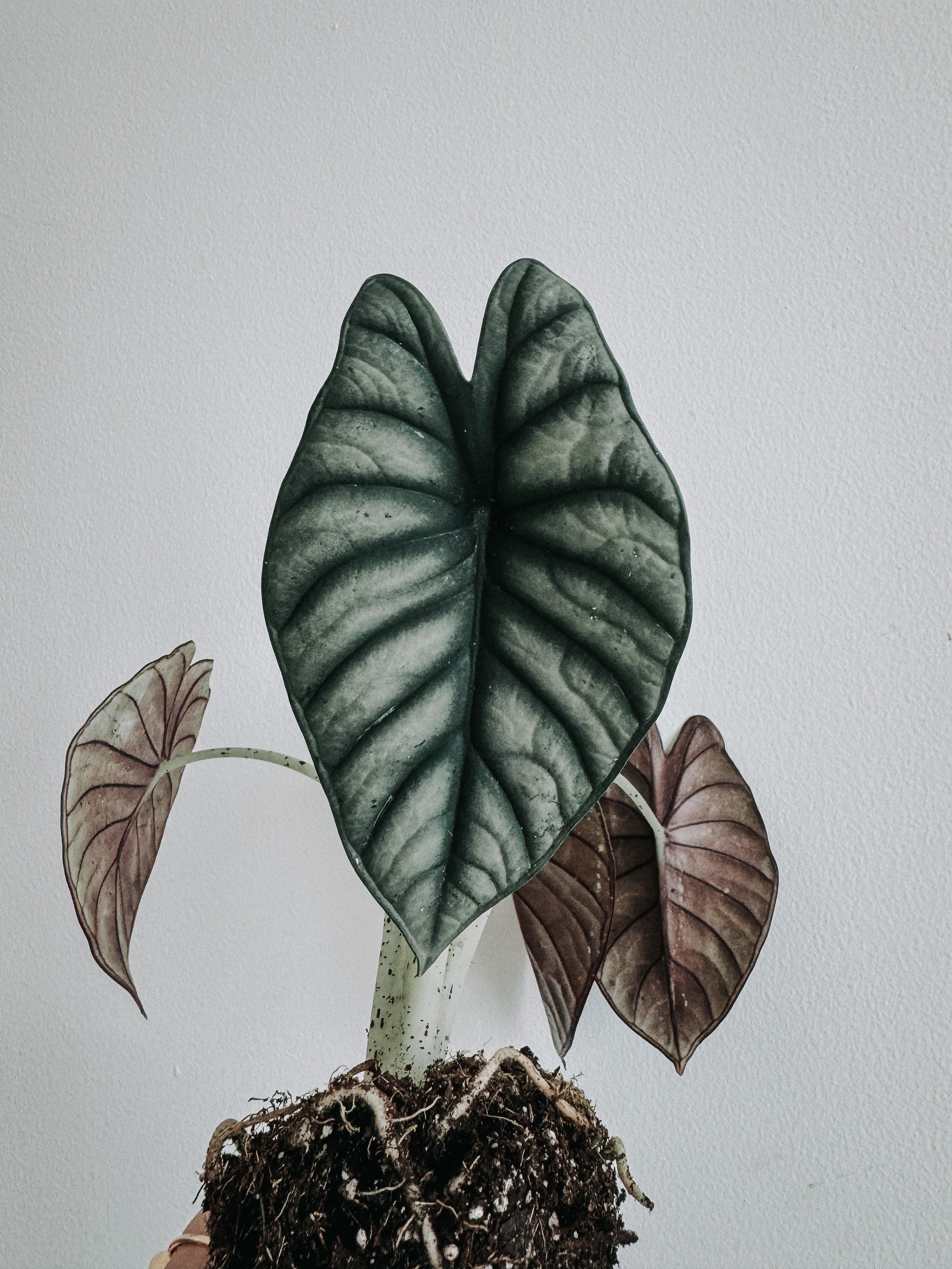 alocasia nebula unpotted - Plant Studio