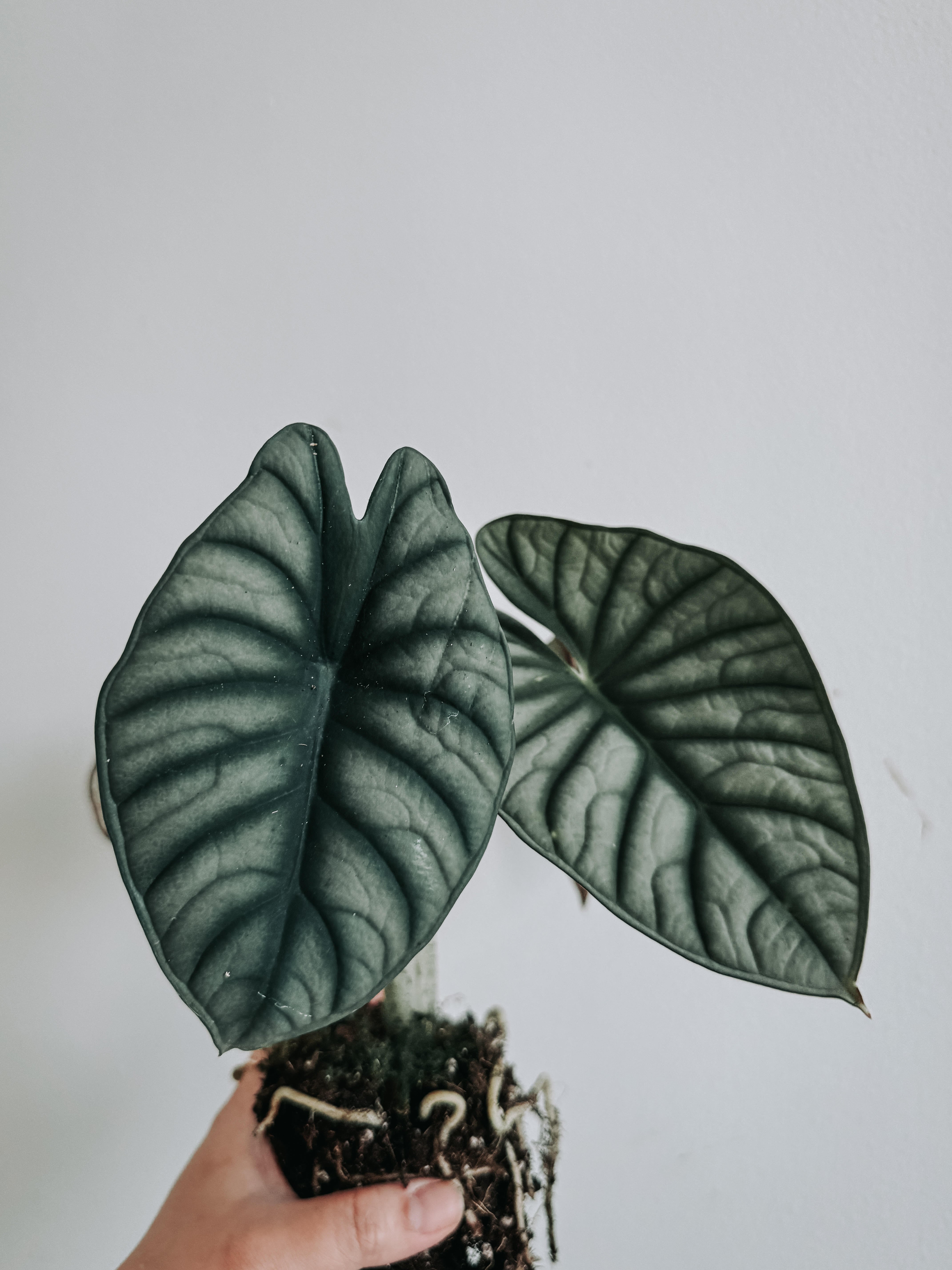 alocasia nebula being held in one hand - Plant Studio