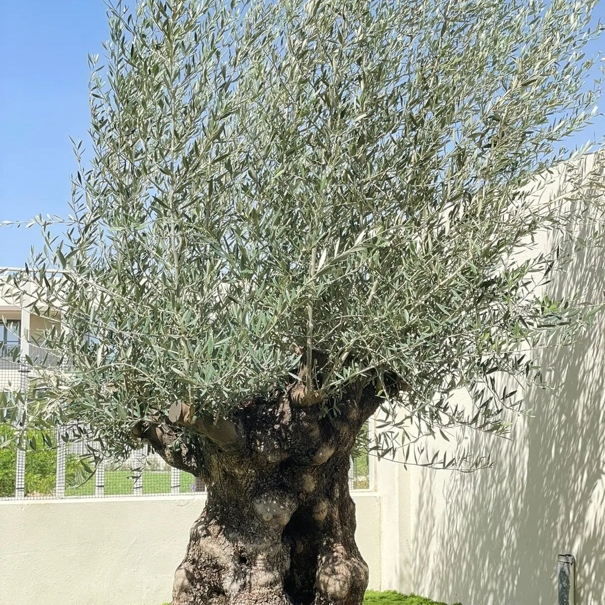 Olive Tree Old Fat Trunk 2.5 meters – Plant Studio LLC