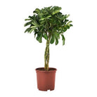 Schefflera Braided Trunk - Plant Studio LLC