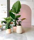 Alocasia Macrorrhiza - Plant Studio LLC