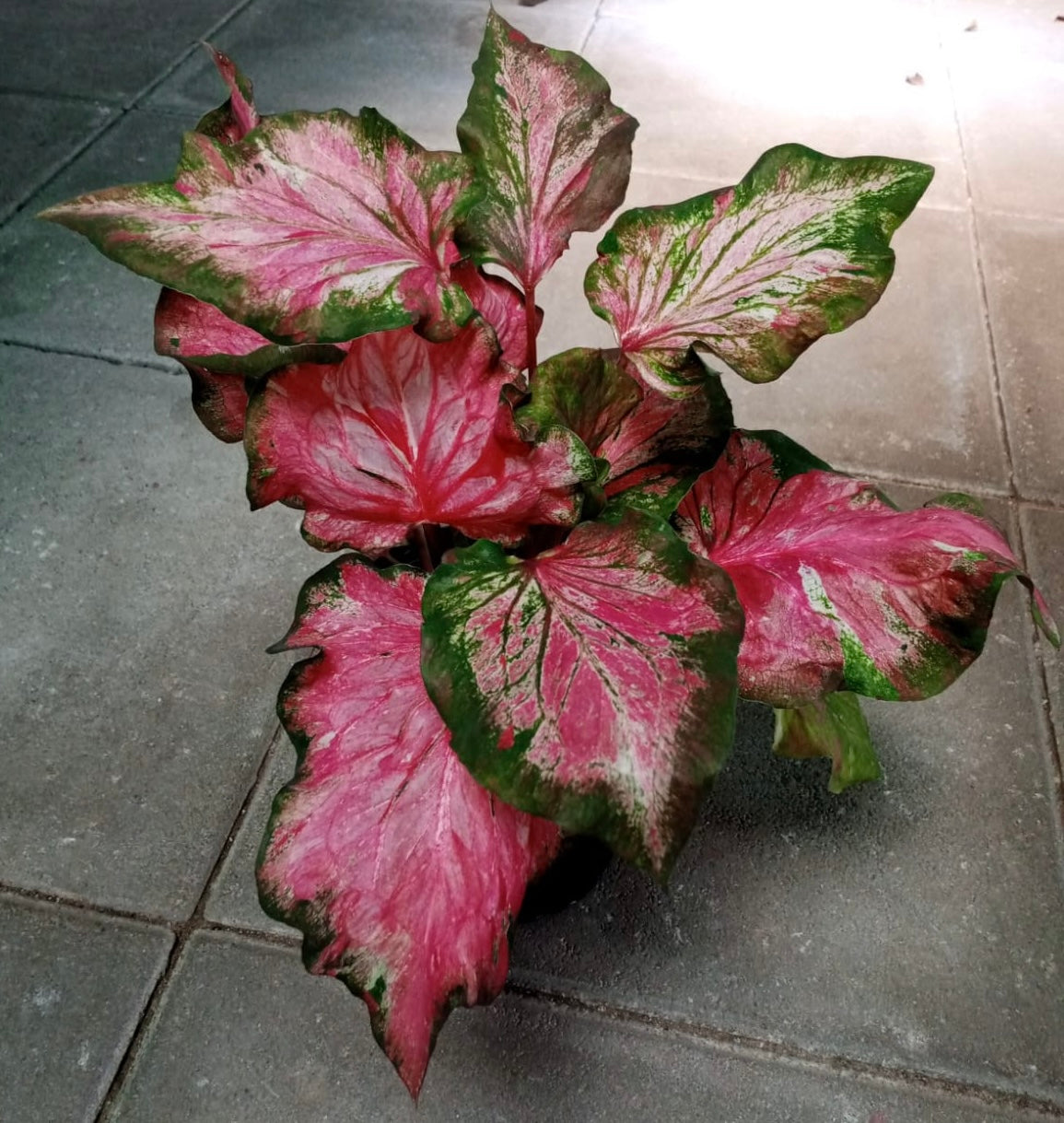 Caladium Infinity Caladium Infinity – Plant Studio LLC | TRN 100565690300003