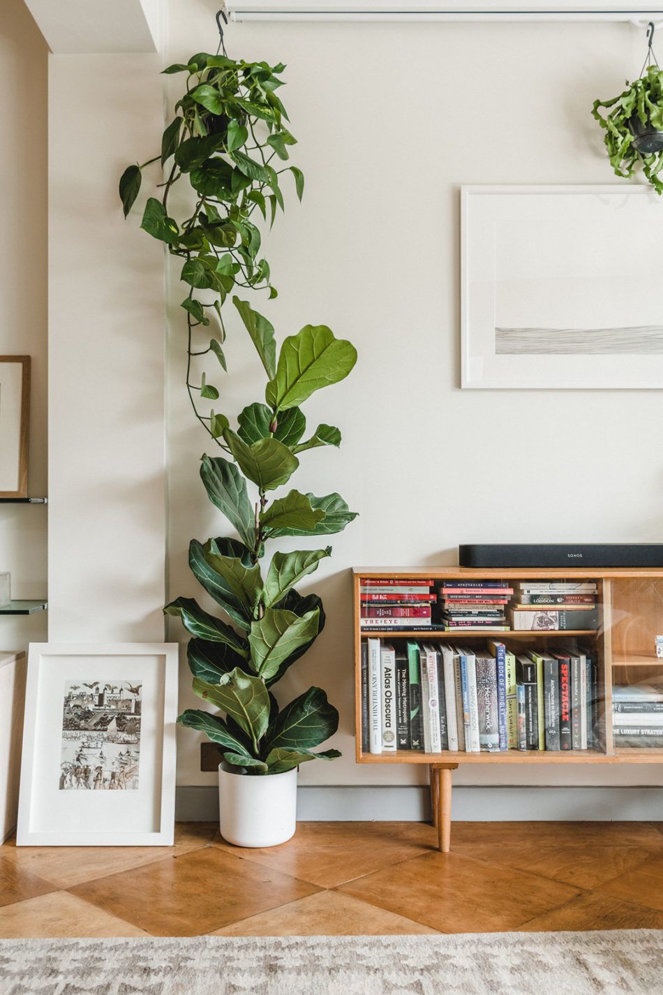 Tall potted plant in a living room with a bookshelf and framed pictures  Dubai 