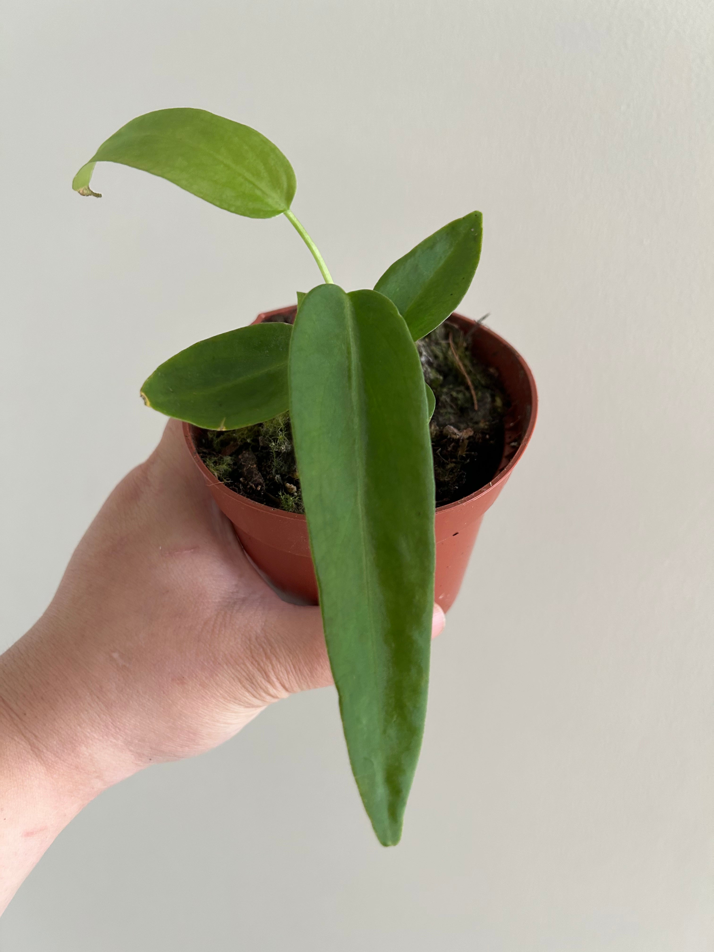 Anthurium Pallidoflorum - Plant Studio LLC