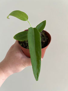 Anthurium Pallidoflorum