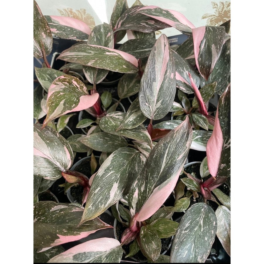 Philodendron Pink Marble - Plant Studio LLC