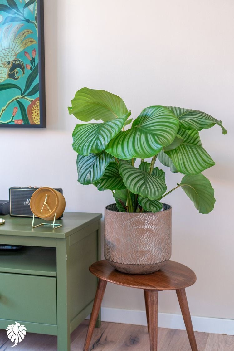 Calathea Orbifolia - Large - Plant Studio LLC