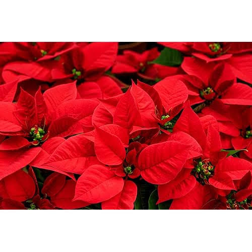 Pointsettia Christmas Red Flower - Plant Studio LLC