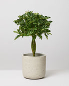 Schefflera Braided Trunk - Plant Studio LLC