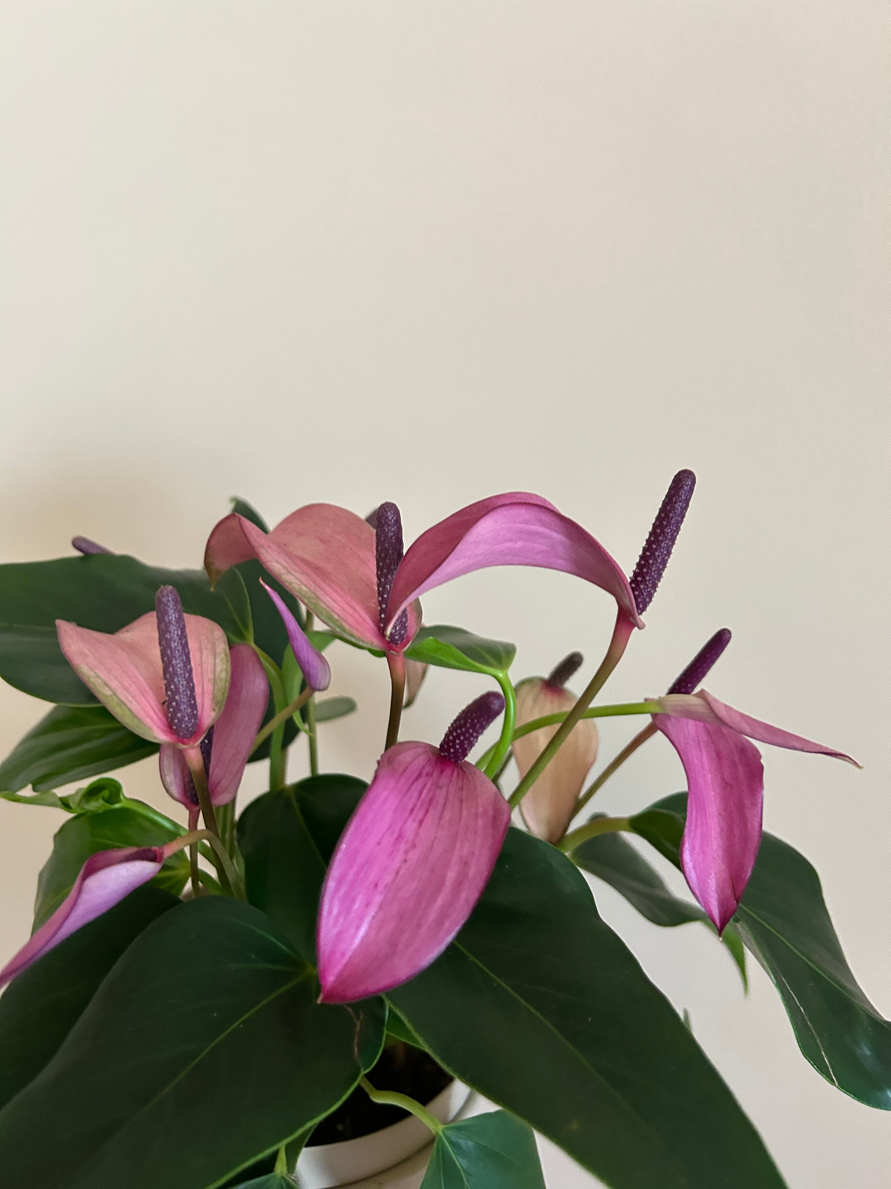 Anthurium Purple