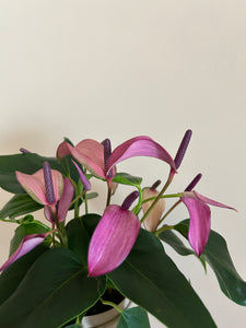 Anthurium Purple