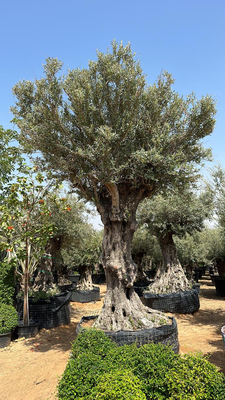 Old Trunk Olive Tree 3.5 meters - Plant Studio LLC