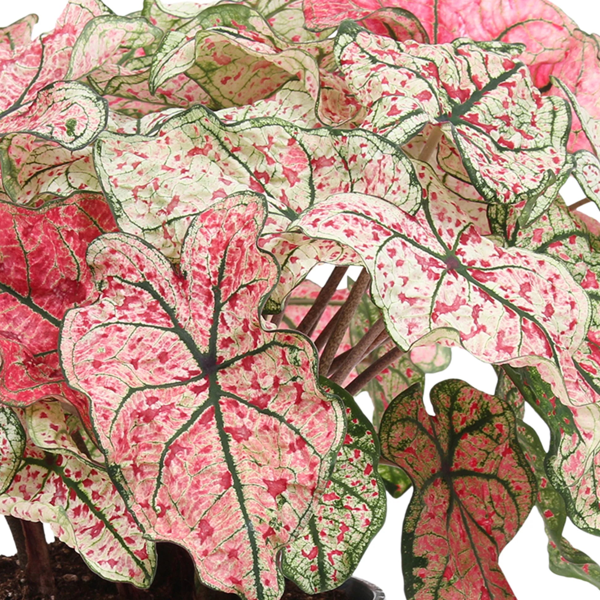 Philodendron Splash of Wine