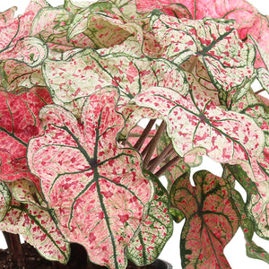 Philodendron Splash of Wine