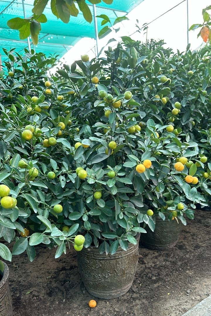 Citrus Microcarpa Lime in Ceramic Pot - Plant Studio LLC