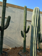 Toothpick Cactus 3 meters - Plant Studio LLC