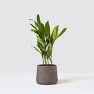 Cast Iron Plant 100cm - Plant Studio LLC