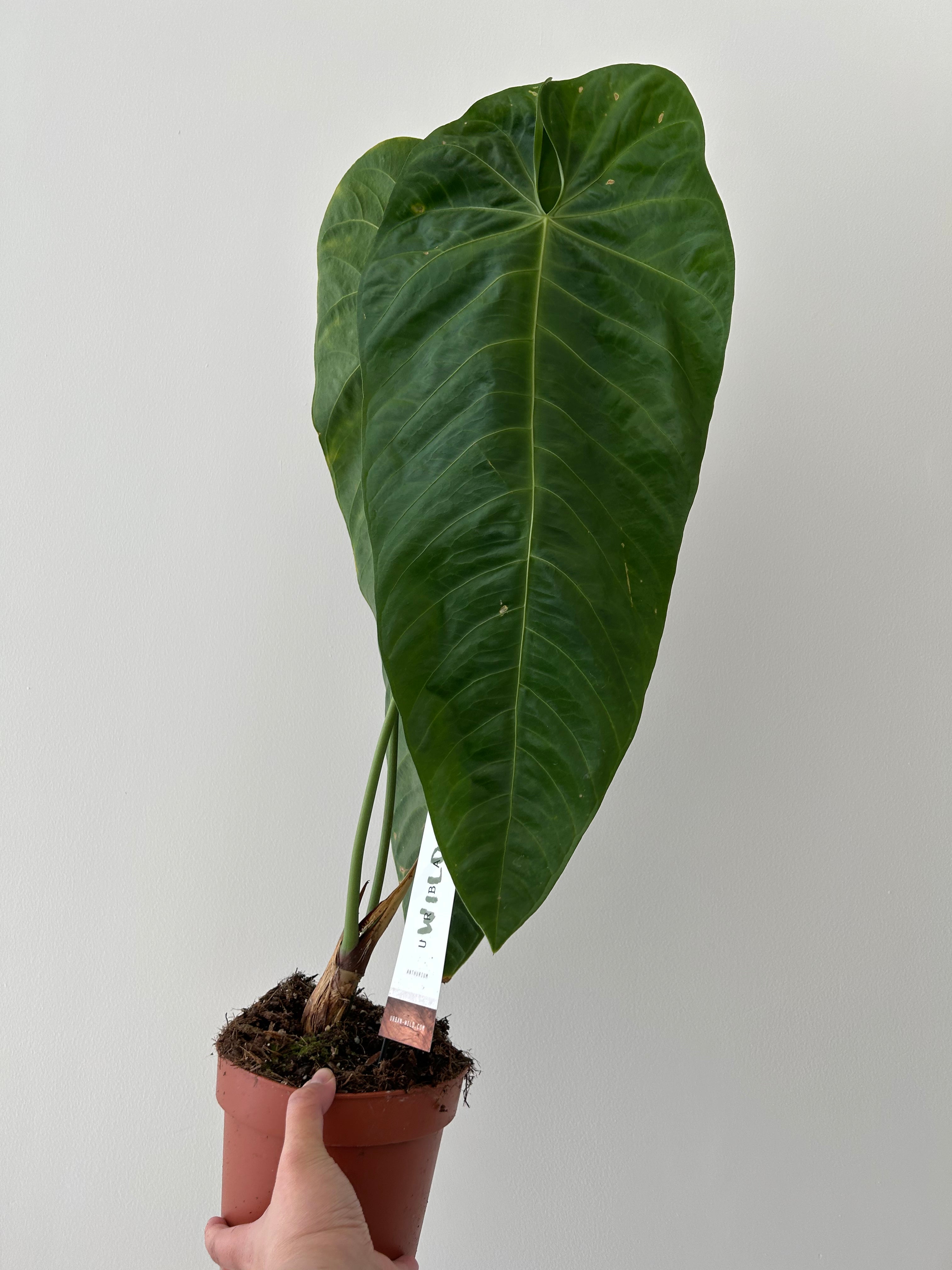 Rare Anthurium Querelense - Plant Studio LLC