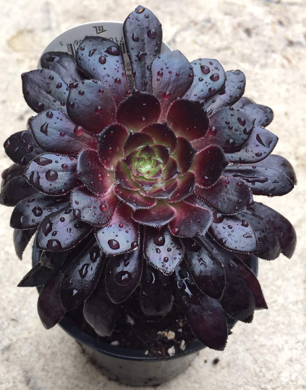 Aeonium Arboreum 'Black Rose' Succulent