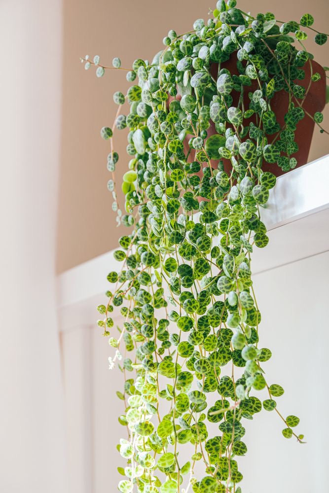 Peperomia Prostrata 'String of Turtles'