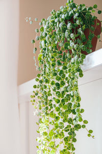 Peperomia Prostrata 'String of Turtles'